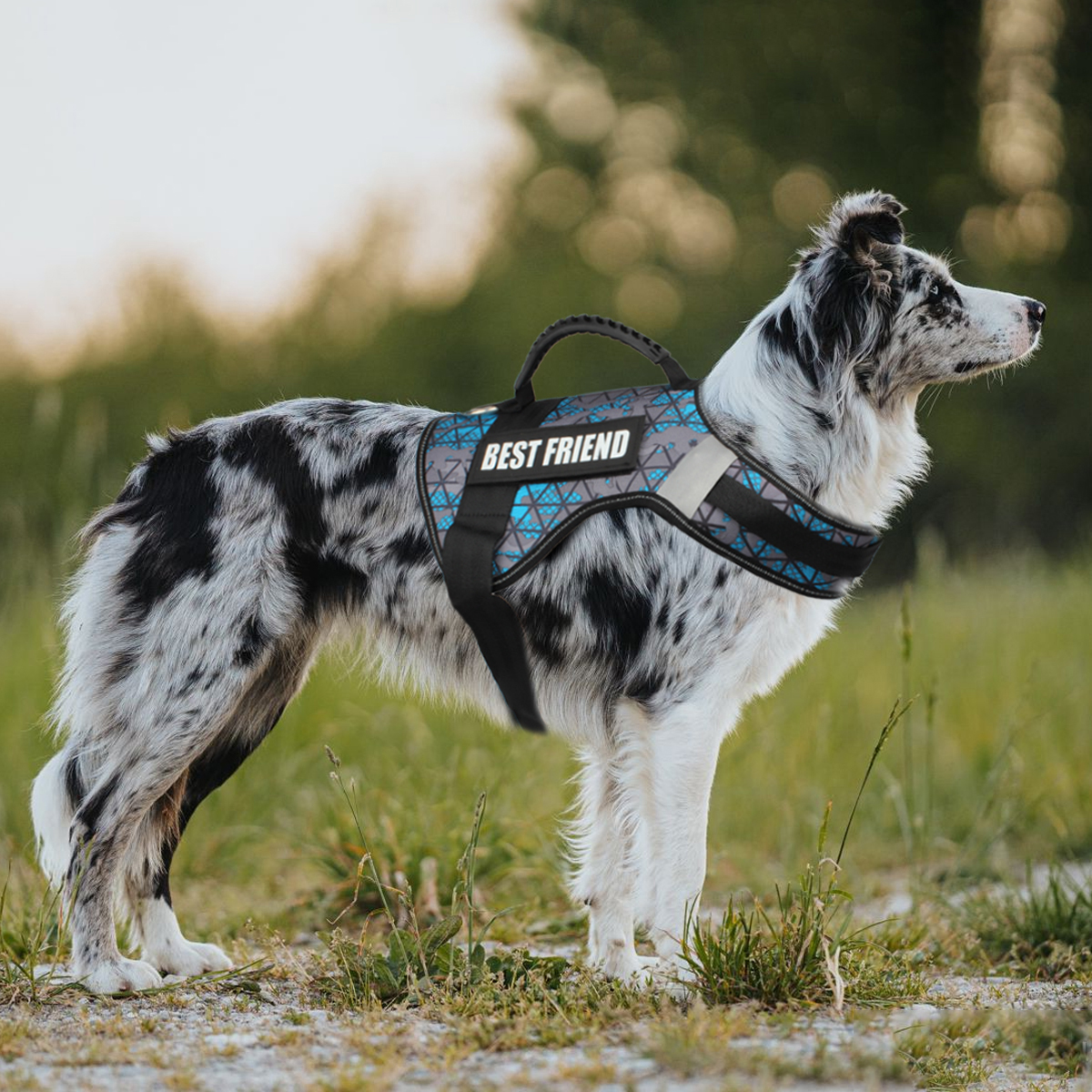 Custom Dog ID Tags For Harness - Sewing Label avis et prix